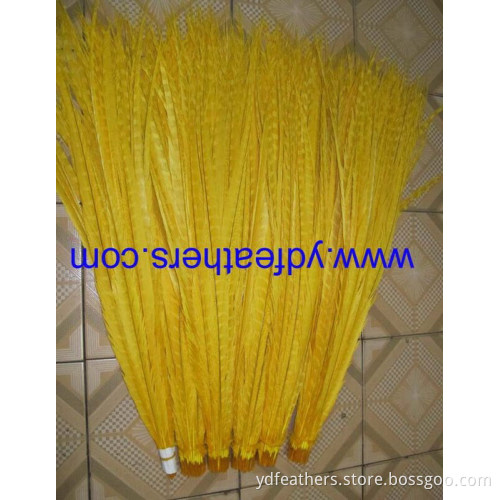 bleached and dyed yellow lady amhurst side tail feathers